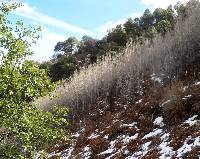 Populus tremuloides image