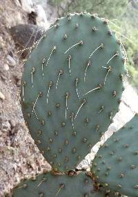 Opuntia chlorotica image