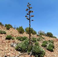 Agave parryi var. huachucensis image