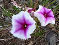 Ipomoea longifolia image