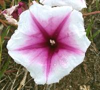 Ipomoea longifolia image