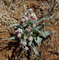 Asclepias uncialis image