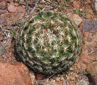 Coryphantha vivipara image