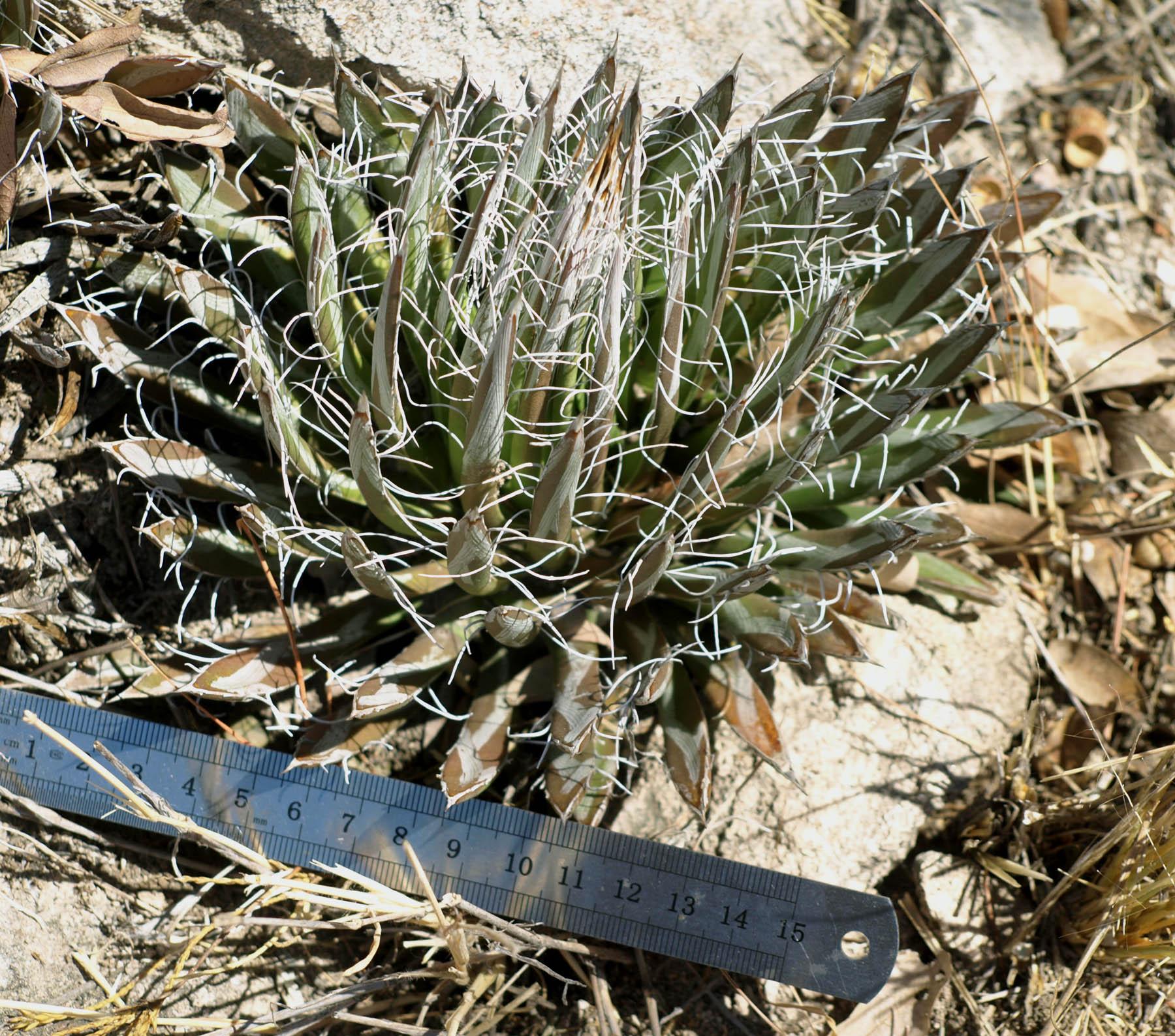 Asparagaceae image