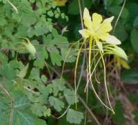 Aquilegia chrysantha image