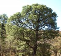 Image of Pinus chihuahuana