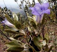 Leucophyllum mojinense image