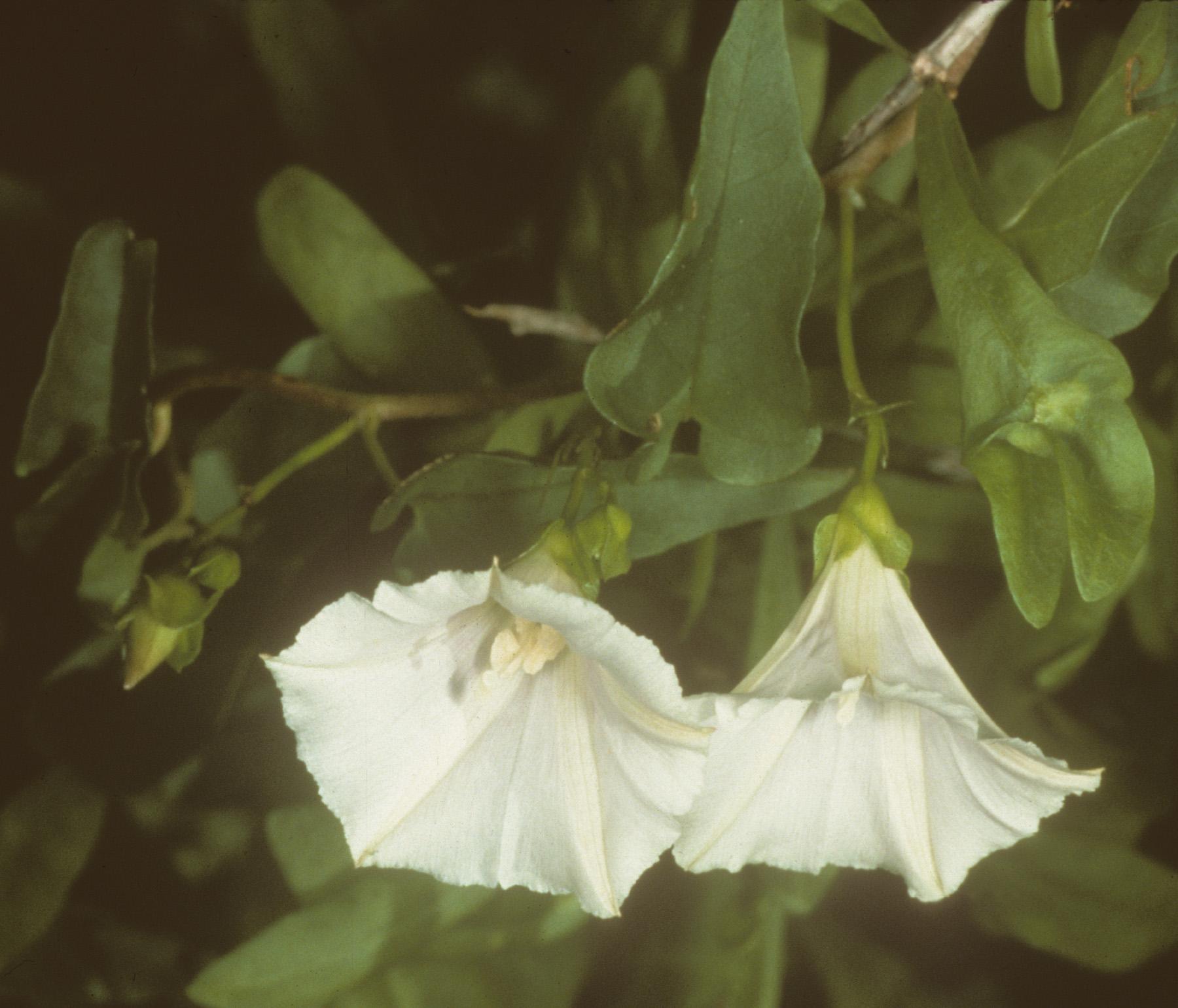 Jacquemontia albida image