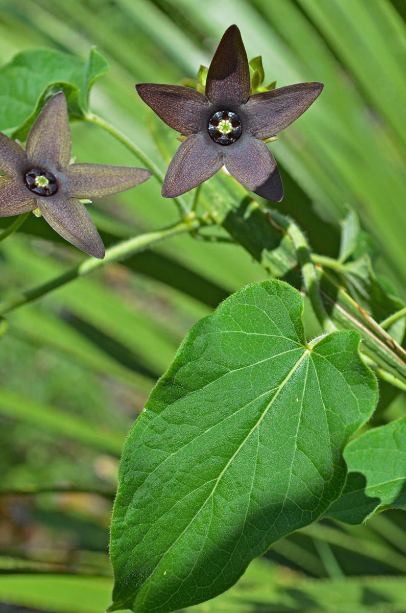 Matelea quercetorum image