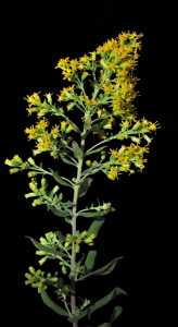 Solidago wrightii image