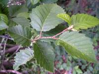 Image of Alnus tenuifolia