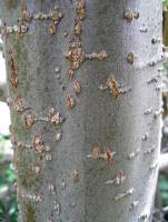 Alnus incana subsp. tenuifolia image