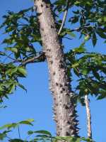 Ceiba aesculifolia subsp. aesculifolia image
