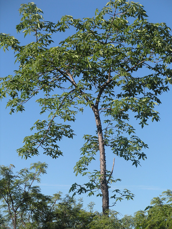 Ceiba aesculifolia image