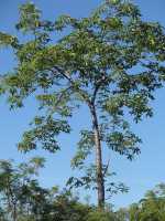 Image of Ceiba acuminata