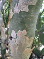 Bursera lancifolia image