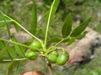 Image of Bursera lancifolia