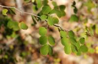 Haematoxylum brasiletto image