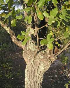 Image of Quercus coccolobifolia