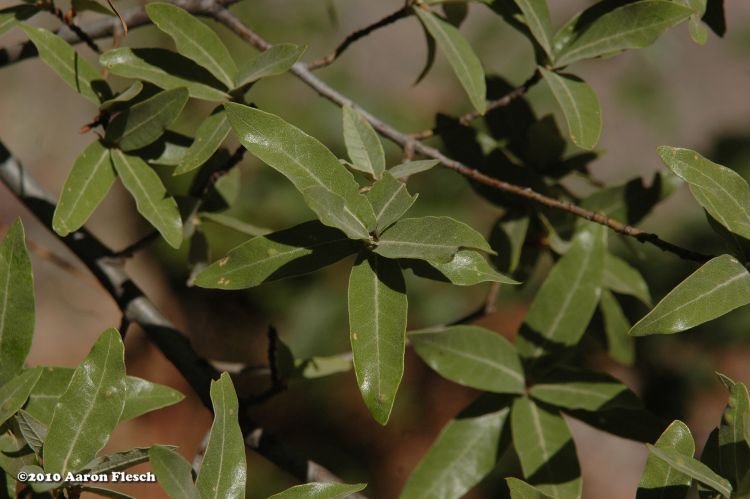 Quercus durifolia image