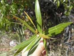 Image of Quercus viminea