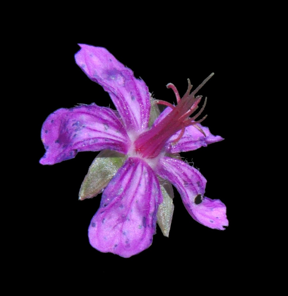 Geranium caespitosum image