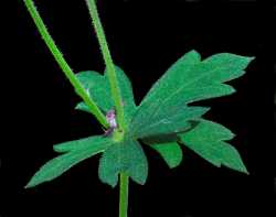 Geranium caespitosum image