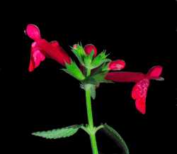 Image of Stachys coccinea