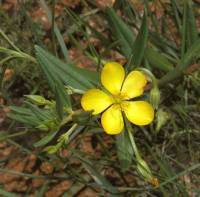 Talinum aurantiacum image