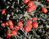 Cylindropuntia leptocaulis image