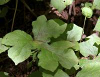 Dorstenia drakena image