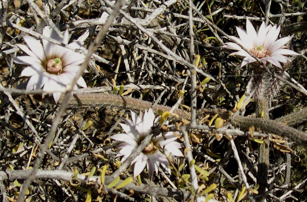 Echinocereus leucanthus image