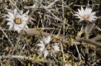 Image of Echinocereus leucanthus