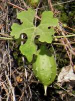 Luffa quinquefida image