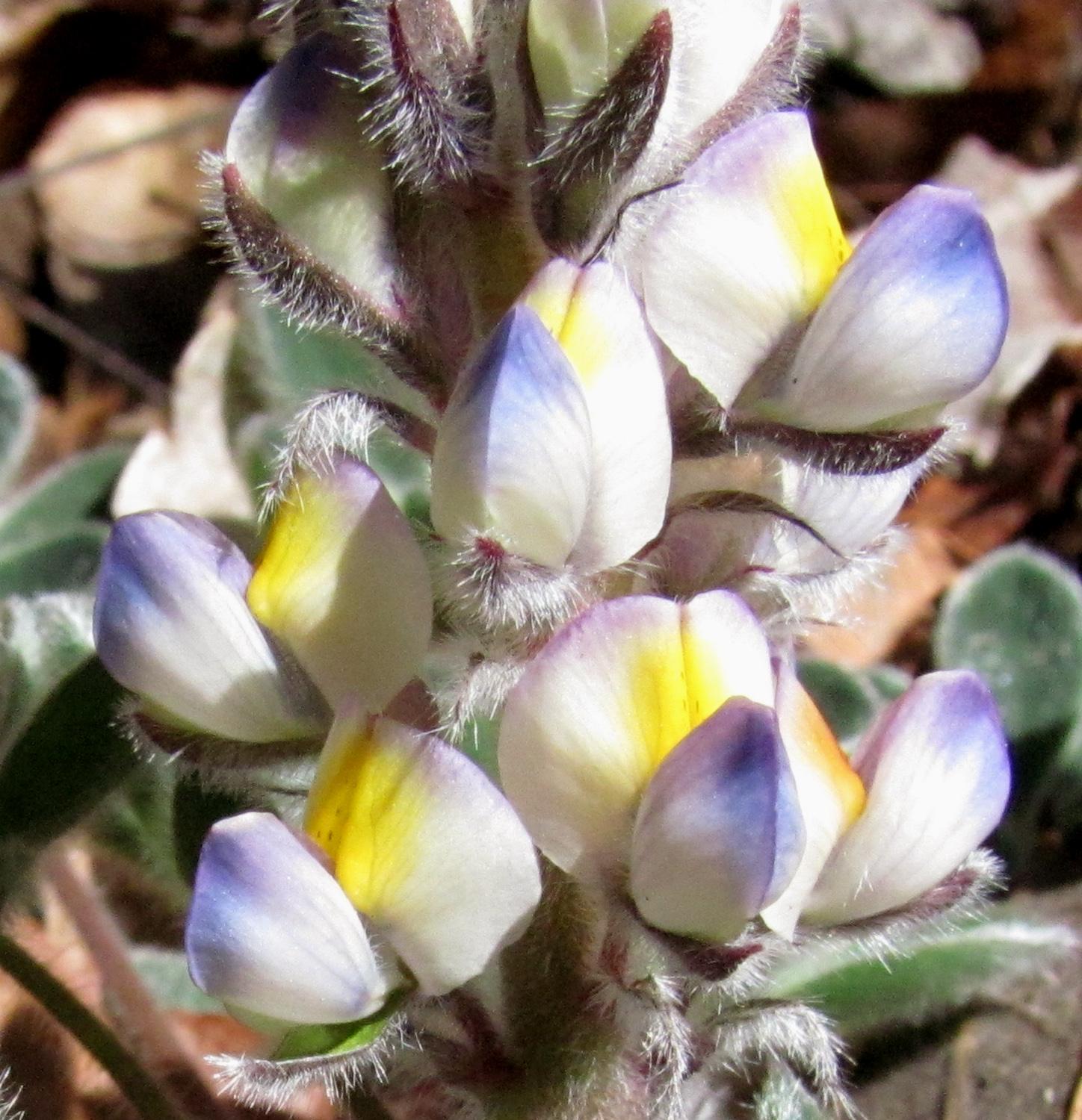 Lupinus image