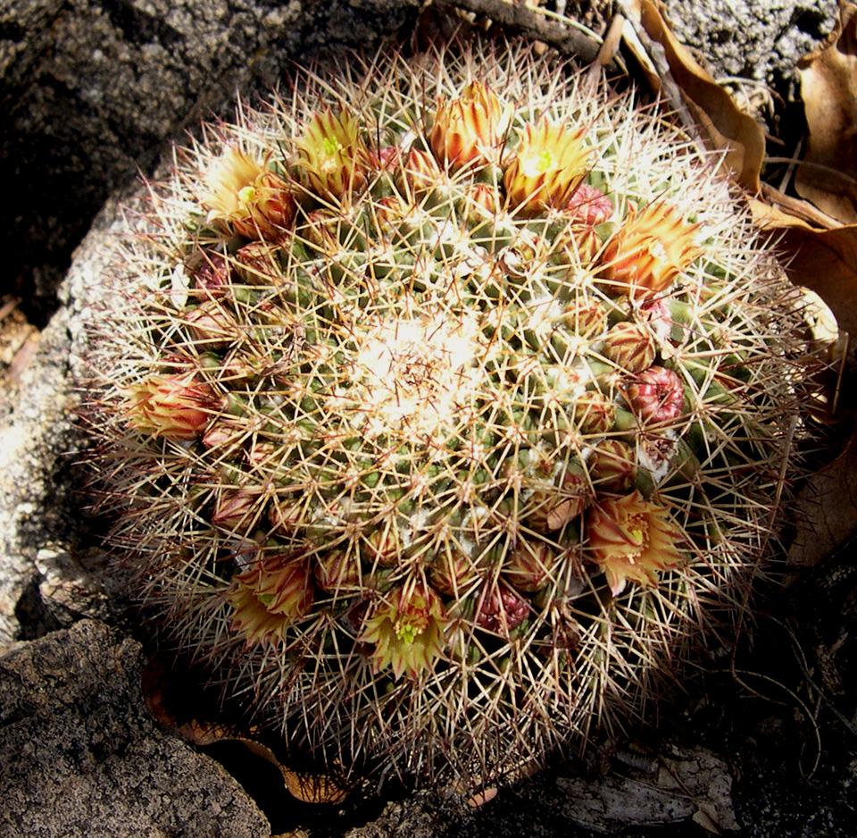 Mammillaria standleyi image