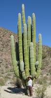 Pachycereus pringlei image