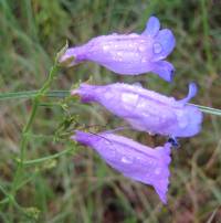 Penstemon campanulatus image