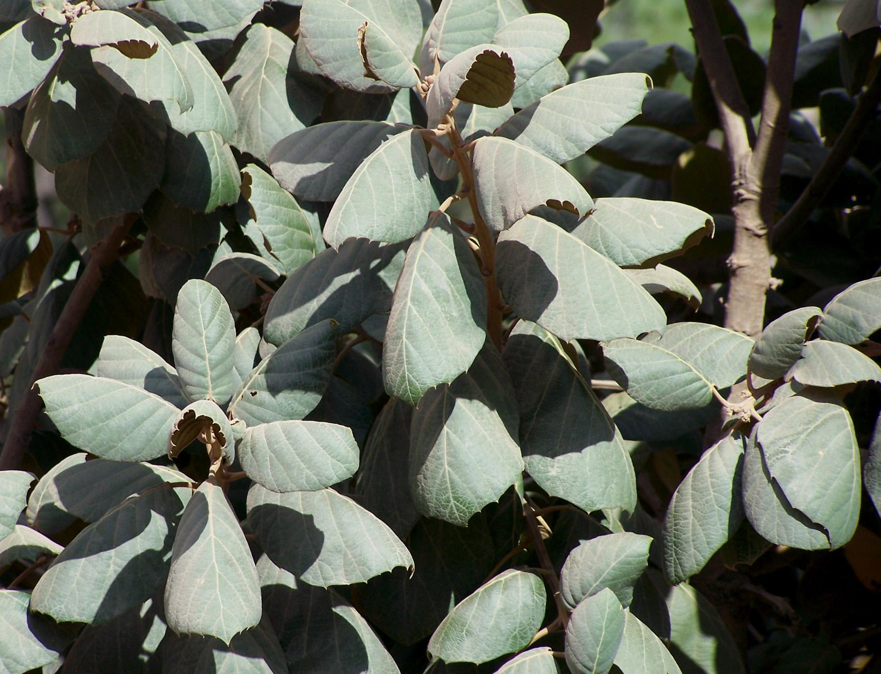 Quercus tarahumara image