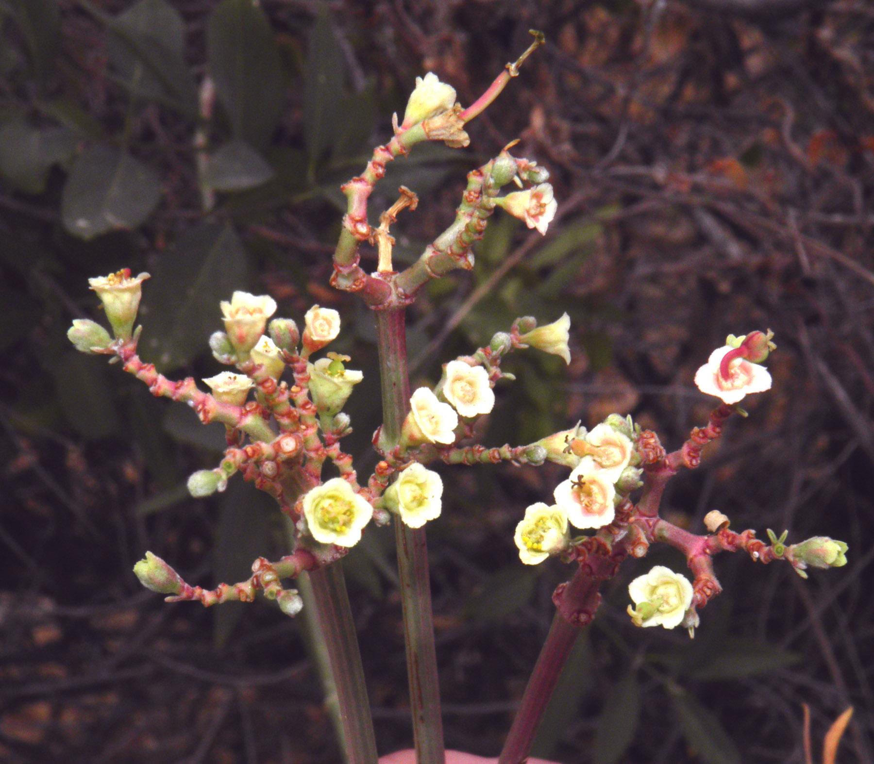 Euphorbia cymosa image