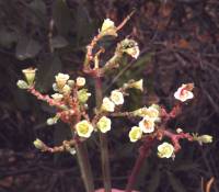 Image of Euphorbia cymosa
