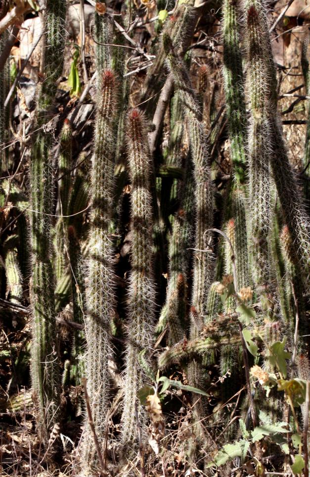 Peniocereus serpentinus image