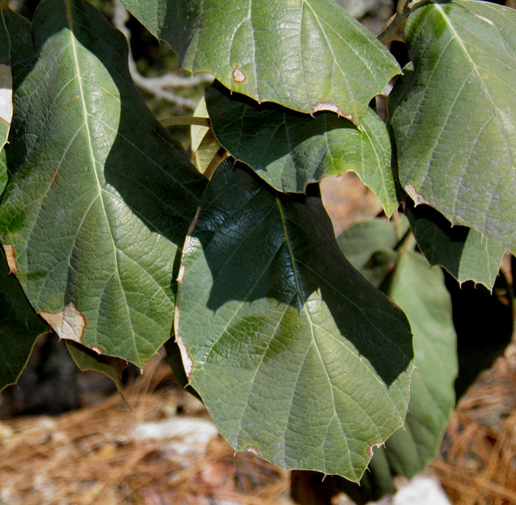 Quercus tarahumara image