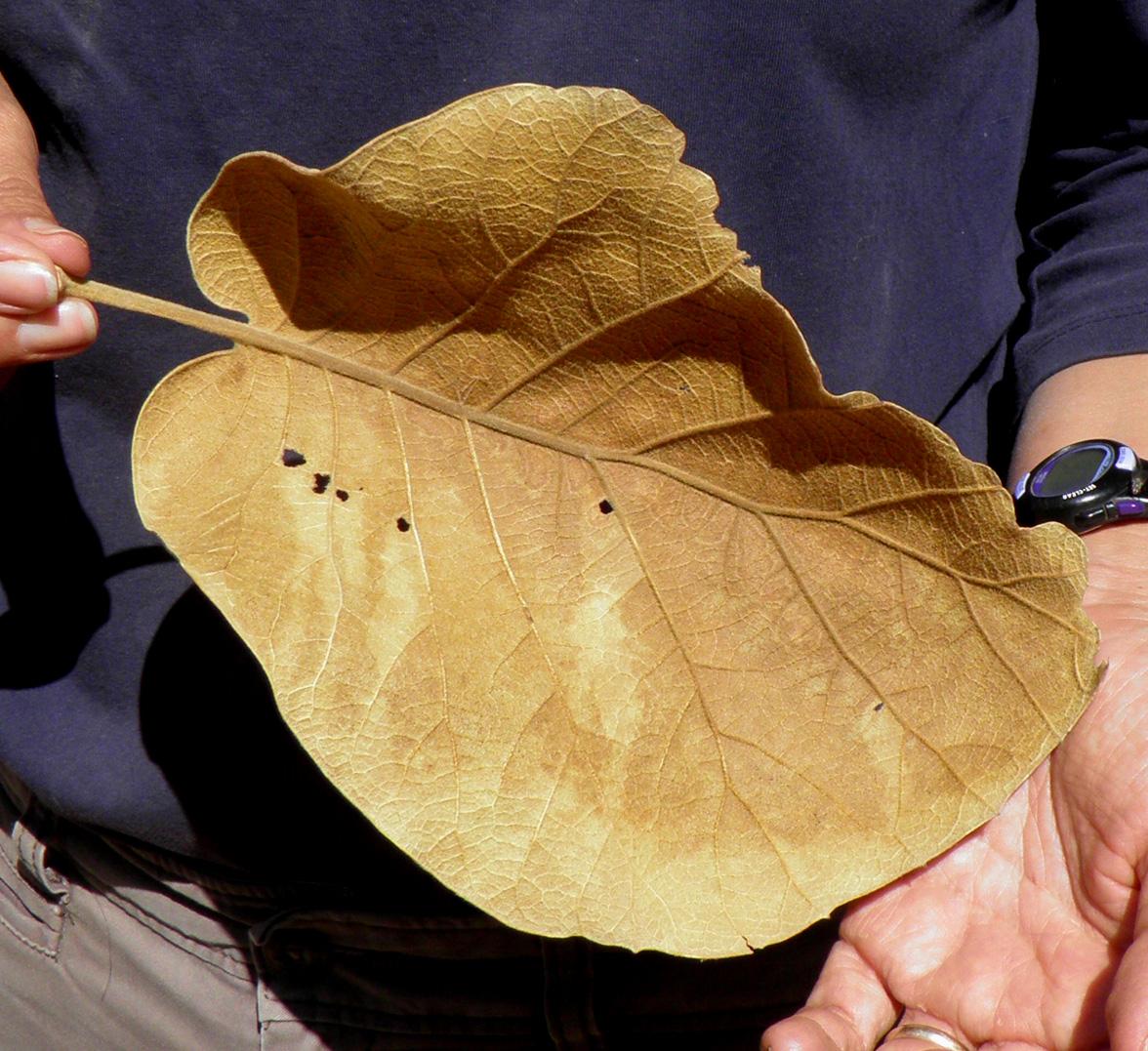 Quercus tarahumara image