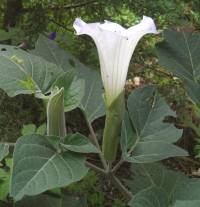 Image of Datura fastuosa