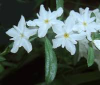 Image of Heliotropium wigginsii