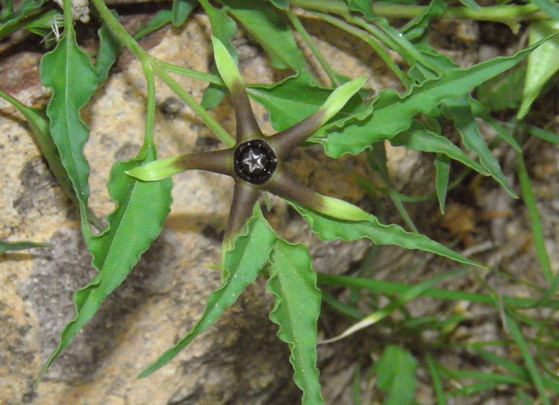 Talayotea caudata image