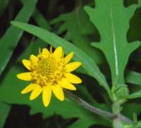 Melampodium moctezumum image