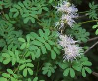 Image of Mimosa distachya