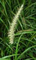 Pennisetum ciliare image